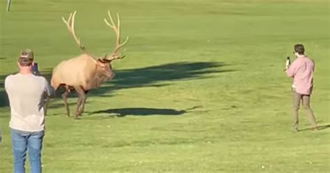 Bull Elk Charges at Photographer in Colorado Park During Mating Season | PetaPixel