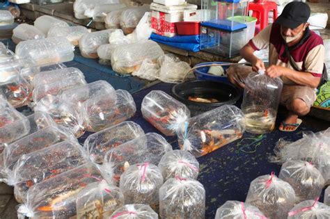 Pasar Ikan Hias Gunung Sari di Kota Surabaya | Republika Online