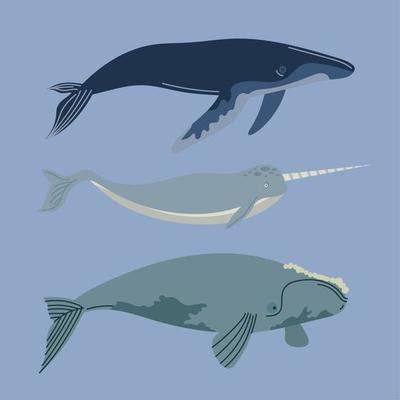 Right Whale Vector Art, Icons, and Graphics for Free Download