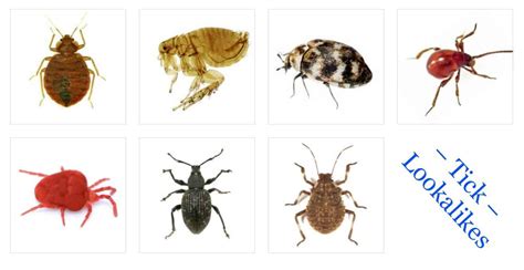 16 Common Bugs that are Tick Lookalikes | TickSafety.com