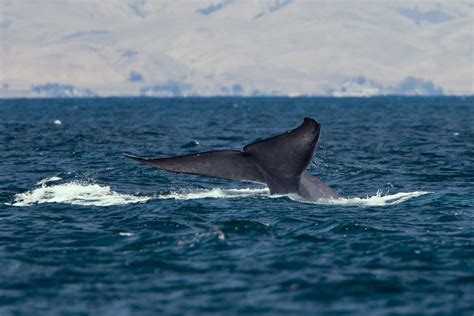 File:Blue whale tail.JPG - Wikipedia