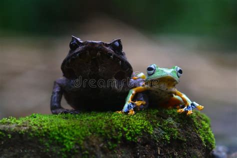 Flying Frog, Javan Tree Frog, Rhacophorus Reinwartii Stock Image - Image of beauty, plant: 263770423