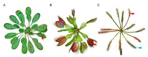 Review: Jasmonate signalling in carnivorous plants: Copycat of plant ...