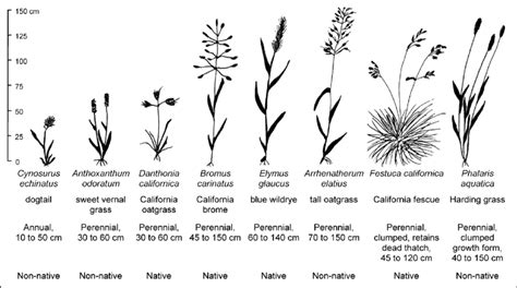 Grass species sampled for foliar moisture content during the 2012 fire ...