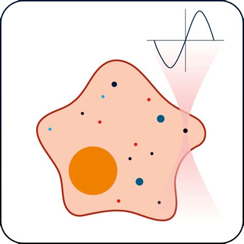 Intracellular rheology for cell elasticity and viscosity measurements