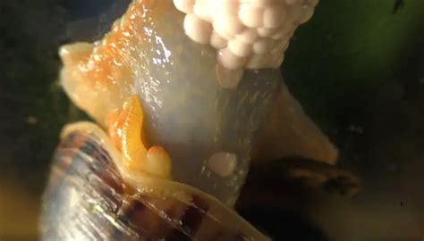 How to Tell if Mystery Snails Eggs Are Fertile