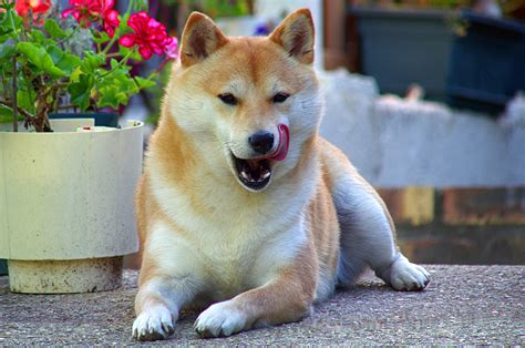 Shiba Inu Wallpaper (63+ images)