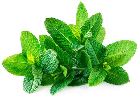 What are the health benefits of spearmint?