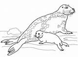 Weddell Seal Coloring Page  Free Printable Pages For Kids sketch template