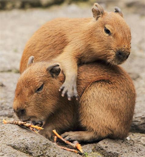 Capybara, Unusual animals, Baby capybara