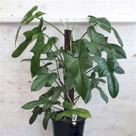 Philodendron bipennifolium (Horse/ Wolfs Head Philodendron) 25cm ...