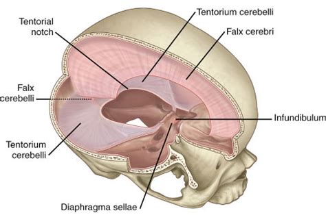 falx cerebri