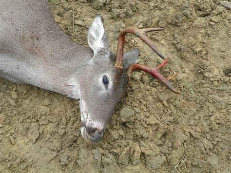 A Lesson in Deer Culling – Ranch Locator Company