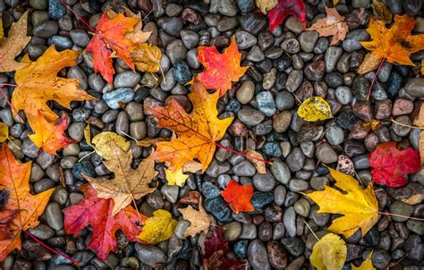 Wallpaper Autumn, Wallpaper, Stone, Foliage images for desktop, section природа - download