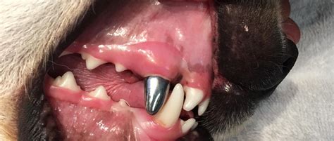 Root Canal Treatment For Dogs and Cats: Saving Important Teeth ...