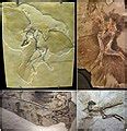 Category:Maniraptora fossils - Wikimedia Commons