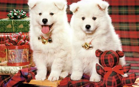 Puppies Christmas Wallpapers - Wallpaper Cave