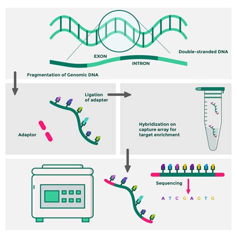 Whole Exome Sequencing: What You Need To Know