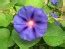 Morning Glory ‘Purple Mix’ Seeds (Certified Organic) – Morning Glory – Annual Flowers – Flowers ...