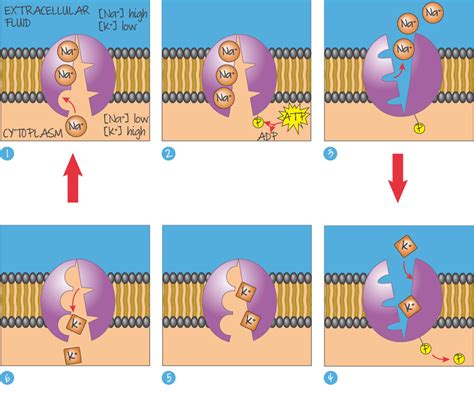 Na/k Pump Diagram Cell Membrane Definition Easy