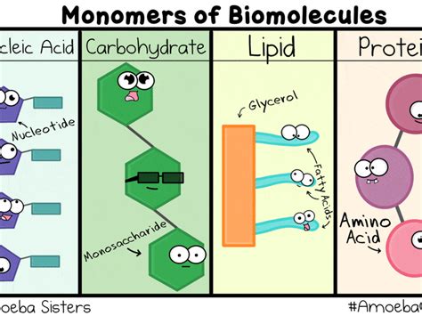 What Are The 4 Different Macromolecules