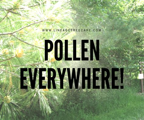 Avoiding Pollen: Should You Cut Down The Tree? | Lineage Tree Care