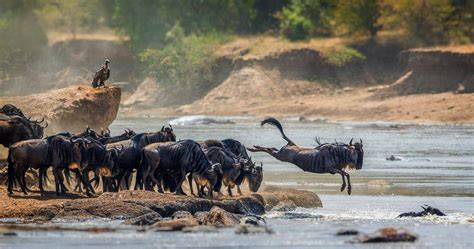 Serengeti National Park - Nature Responsible Safaris