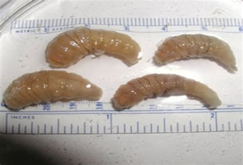 Myiasis: Slideshow