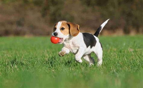 How to Teach Your Dog To Play Fetch | Hypro Premium