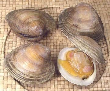 Hard Clam - Quahog