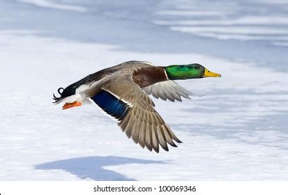 Flying Drake Mallard Over Ice Stock Photo (Edit Now) 100069346