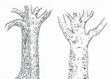 Simple Tree Bark Coloring Pages sketch template