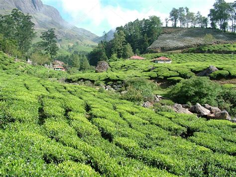 Tea Gardens, India — Stock Photo © ARTEKI #1534784