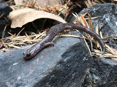 Wildlife in the Klamath-Siskiyou Mountains - Klamath Forest Alliance