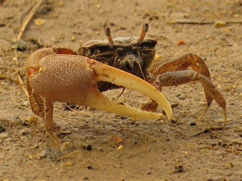 Fiddler Crabs — The Chronicler's Tales — Susan Kirby