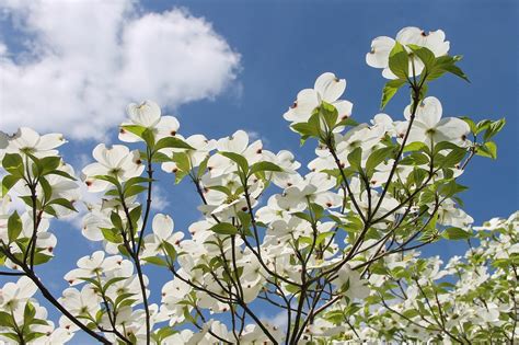 Florida Native Flowering Trees | Best Flower Site