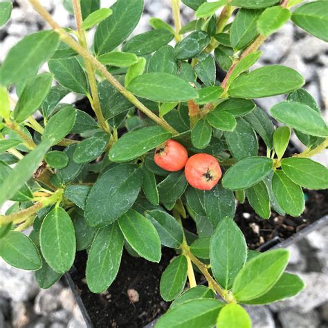 Photo #75103 | Cotoneaster dammeri 'Lowfast' | plant lust