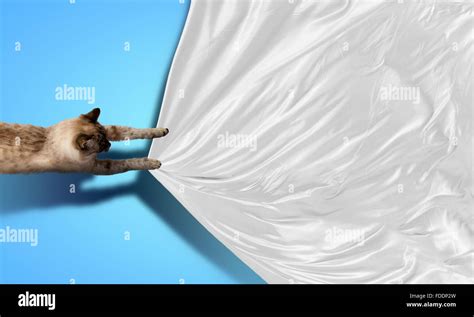 Image of jumping Siamese cat playing with with sheet Stock Photo - Alamy