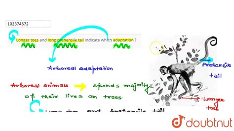 Longer toes and long prehensile tail indicate which adaptation