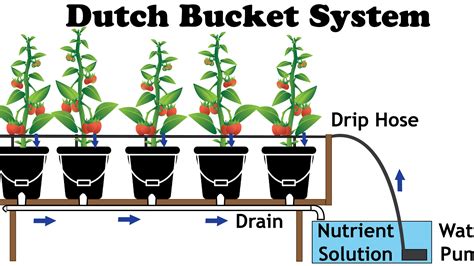 The Dutch Bucket Hydroponic System - NoSoilSolutions