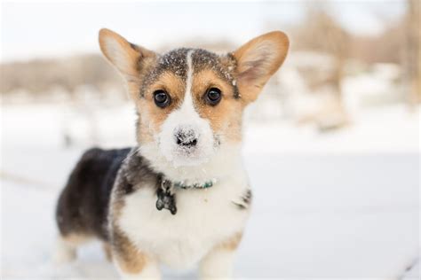 26 of the Cutest Corgi Pictures | Reader's Digest