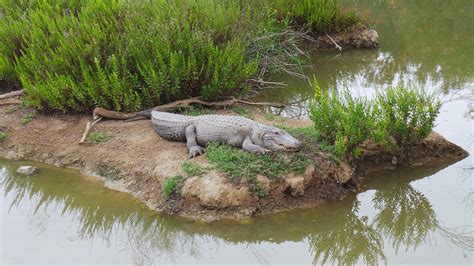 Crocodile Watching in Sri Lanka. Bird Watching Boat Safari in Nilwala River