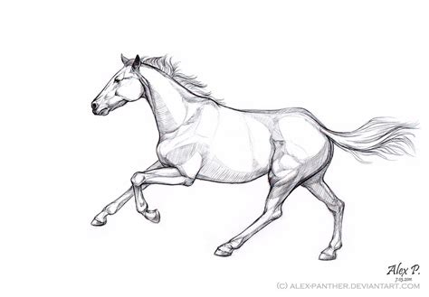 Galloping Horse Drawing at GetDrawings | Free download