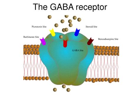 PPT - The effects of benzodiazepine inverse-agonist RY-10 on learning in a new olfactory ...