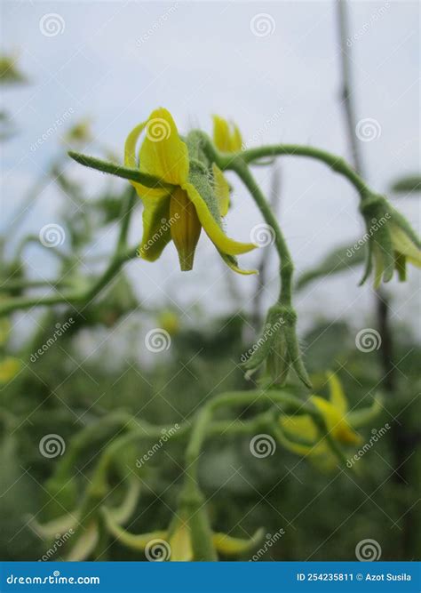 Flowering and Fruiting Tomato Plant Stock Image - Image of crop, yellow: 254235811