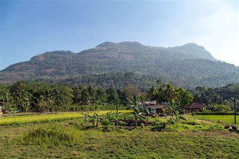 Beautiful Rice Paddy Fields Stock Photo - Image of farming, crop: 165536684