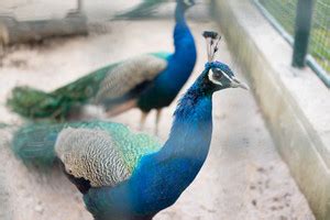 Peacock Royalty-Free Stock Image - Storyblocks