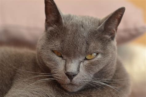 Chartreux Cat Pictures and Information - Cat-Breeds.com