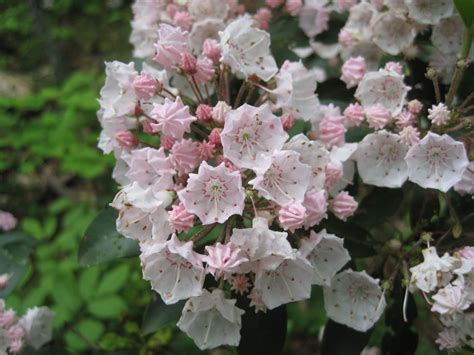 Mountain Laurel in bloom June 6, 2012. Near the Clearfield Creek. Pennsylvania's State Flower ...