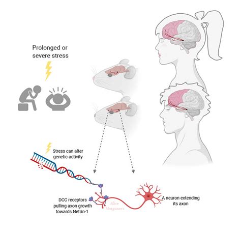 Teen depression linked to how the brain processes rewards | Science ...